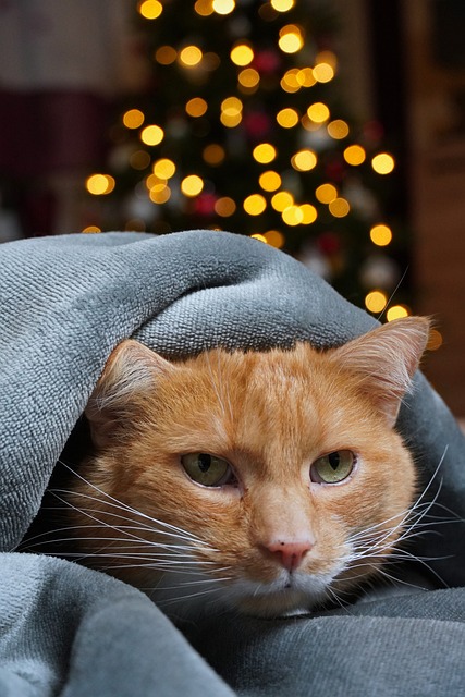 Silvester - Katze.jpg